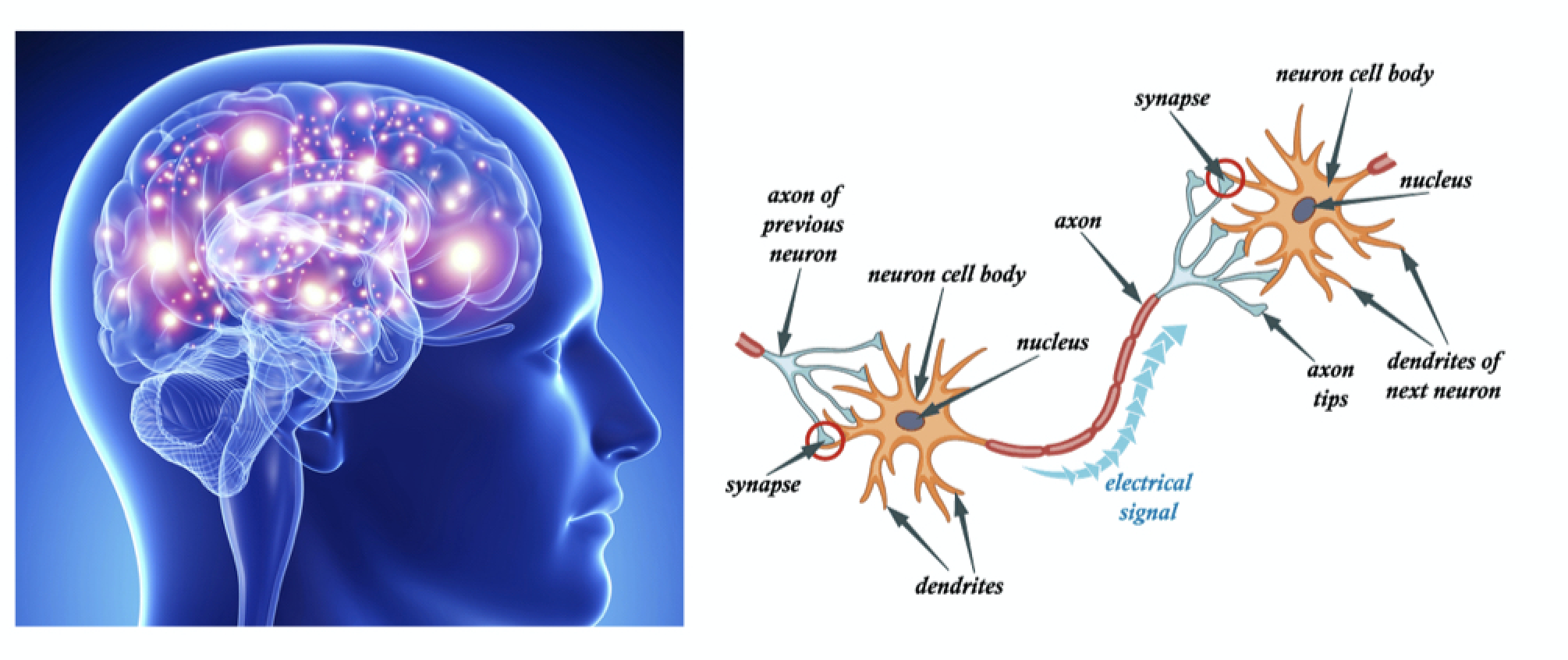 Como funciona una neurona